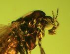 Tiny But Detailed Fossil Fly (Diptera) In Baltic Amber #45155-1